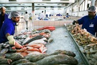 Abu Dhabi: Frisch aus dem Meer auf den Verkaufstischen des Fischmarktes