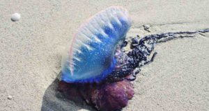 Quallen-Alarm auf Formentera, Lanzarote und Mallorca Quallen-Alarm auf Lanzarote und Formentera: Vorsicht vor der hochgiftigen „Portugiesischen Galeere“ (Foto: Pixabay)