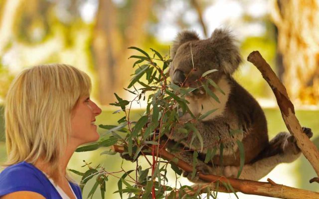 Visit Victoria startet Roadshow. Bild zeigt Frau mit Koala-Bär