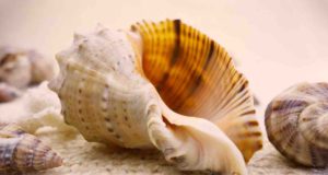 Souvenirs, die Sie teuer zu stehen kommen! Zu den Souvenirs, die nicht in die Heimat mitgenommen werden dürfen, zählen auch unter Muscheln und Schnecken, die geschützte Arten sein können (Foto: Valentimka auf Pixabay)