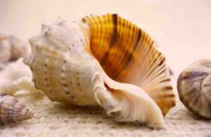 Souvenirs, die Sie teuer zu stehen kommen! Zu den Souvenirs, die nicht in die Heimat mitgenommen werden dürfen, zählen auch unter Muscheln und Schnecken, die geschützte Arten sein können (Foto: Valentimka auf Pixabay)