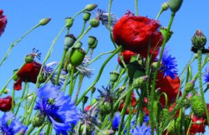 Maritim Hotels bieten mehr Nachhaltigkeit Maritim Hotels setzen auf Nachhaltigkeit