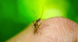 West-Nil-Fieber in Italien und Griechenland Stechmücken übertragen das West-Nil-Fieber