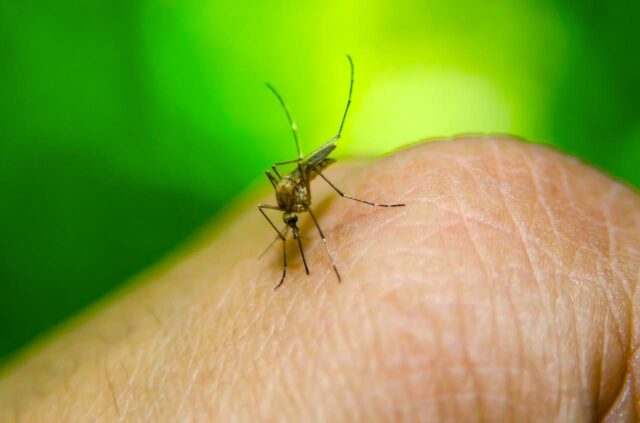 Stechmücken übertragen das West-Nil-Fieber