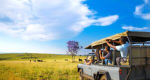 Südafrika verzeichnet wieder mehr Urlauber Südafrika: Safari mit Jeep. Touristen beobachten aus dem Jeep die vielfältige Tierwelt im Nationalpark