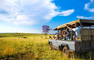 Südafrika verzeichnet wieder mehr Urlauber Südafrika: Safari mit Jeep. Touristen beobachten aus dem Jeep die vielfältige Tierwelt im Nationalpark
