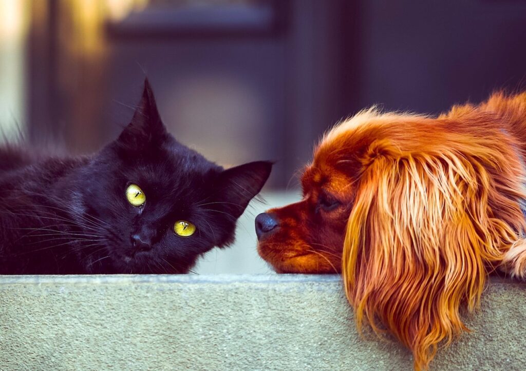 Schwarze Katze und ein kleiner Hund liegen zusammen auf einer Stufe und schauen sich an
