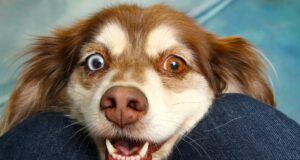 Dürfen Hunde und Katzen mit auf die Reise? Kleiner Hund mit einem braunen und einem blauen Auge und geöffnetem Maul blickt den Betrachter an