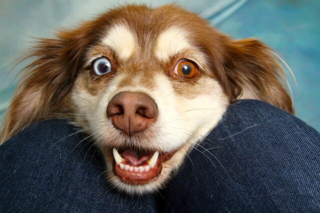 Kleiner Hund mit einem braunen und einem blauen Auge und geöffnetem Maul blickt den Betrachter an