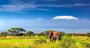 Zum Kilimandscharo in elf Stunden fliegen Afrika: Im Vordergrund ein Elefant und im Hintergrund sieht man die schneebedeckte Kuppe und den Gipfel des Kilimandscharo (Tansania)