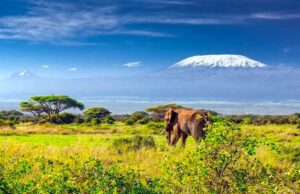 Zum Kilimandscharo in elf Stunden fliegen Afrika: Im Vordergrund ein Elefant und im Hintergrund sieht man die schneebedeckte Kuppe und den Gipfel des Kilimandscharo (Tansania)