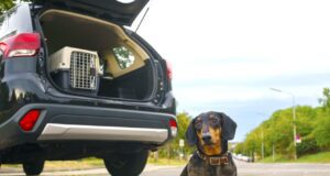 Hunde, wollt ihr mitfahren oder dableiben? Hunde auf Urlaub. SUV mit geöffneter Heckklappe. Im Kofferraum eine Hundebox. Vor dem Autos sitzt ein Dackel auf dem Asphalt