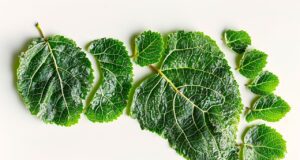 KlimaLink für klimabewusste Reisebranche Grüne Blätter von verschiedner Größe stellen einen ökologisch Fußabdruck dar