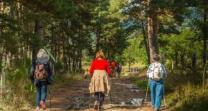 Wird Wandern zum 365-Tage-Tourismus? Mehrere Wanderer mit Rucksack unterwegs auf einem Weg durch einen Wald