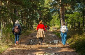 Wird Wandern zum 365-Tage-Tourismus? Mehrere Wanderer mit Rucksack unterwegs auf einem Weg durch einen Wald