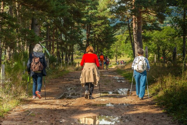 Wandern wird zum Tourismus-Hit Mehrere Wanderer mit Rucksack unterwegs auf einem Weg durch einen Wald