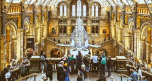 Hauser und Studiosus jetzt im Doppelpack Hauser und Studiosus sind jetzt unter einem Dach. Touristen besichtigen in einem Museum ein Skelett von einem Dinosaurier