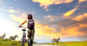 Safari in Afrika: Nachhaltig und erlebnisreich Safari in Afrika mit dem Mountainbike. Frau schiebt unter einem sonnigen Himmel mit Wolken auf einer unbefestigten Straße in Kenya ihr Bike, vor ihr kreuzen Zebras die Straße