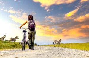 Safari in Afrika: Nachhaltig und erlebnisreich Safari in Afrika mit dem Mountainbike. Frau schiebt unter einem sonnigen Himmel mit Wolken auf einer unbefestigten Straße in Kenya ihr Bike, vor ihr kreuzen Zebras die Straße