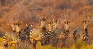 Erlebnisreise durch das magische Südafrika Eine Gruppe von Zebras beobachtet vorbeifahrenden Touristenjeep