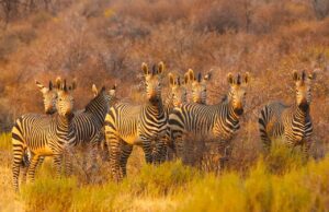 Erlebnisreise durch das magische Südafrika Eine Gruppe von Zebras beobachtet vorbeifahrenden Touristenjeep