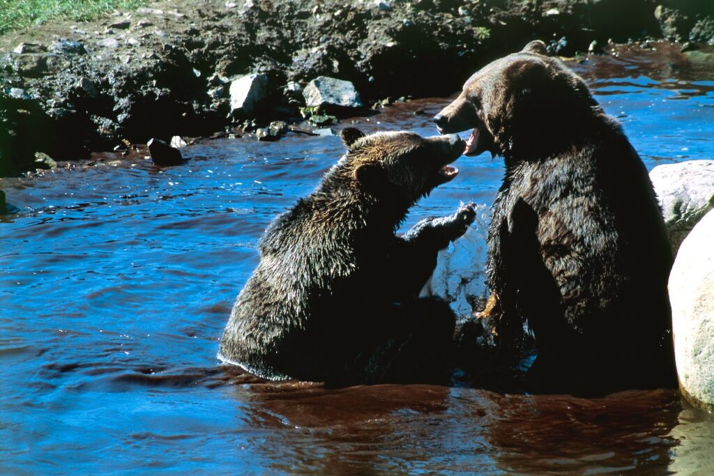 Schwarzbären sitzen im Wasser und  spielen
