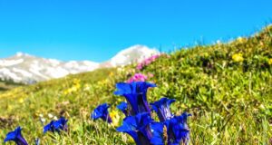 Alpenmanifest für noch mehr Nachhaltigkeit Alpenmanifest schätzt die Natur in der Alpenregion: Grüne Wiese mit blauem Enzian, im Hintergrund weiße Berggipfel