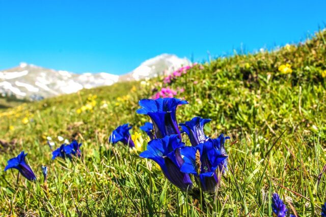 Alpenmanifest schätzt die Natur in der Alpenregion: Grüne Wiese mit blauem Enzian, im Hintergrund weiße Berggipfel