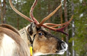Nach Kittilä zum Tor von Finnisch-Lappland In Kittilä können Reisende immer wieder Rentieren begegnen. Rund um Kittilä warten vielfältige Abenteuer mit artkischen Tieren (Bild: Gu Bar, Pexels)