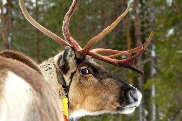 In Kittilä können Reisende immer wieder Rentieren begegnen. Rund um Kittilä warten vielfältige Abenteuer mit artkischen Tieren (Bild: Gu Bar, Pexels)