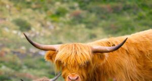 Wenn Alm-Wanderer auf Weidevieh treffen Wanderer, geh mir lieber aus dem Weg: Grasendes Weidevieh in Kühtai, Tirol (Bild: Niklas Jeromin/Pexels)