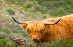 Wenn Alm-Wanderer auf Weidevieh treffen Wanderer, geh mir lieber aus dem Weg: Grasendes Weidevieh in Kühtai, Tirol (Bild: Niklas Jeromin/Pexels)