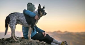 Urlaub mit Hund: Beste Reiseziele in Europa! Urlaub mit Hund: Eine Person umarmt einen schwarzweiß geströmten Hund