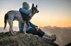 Urlaub mit Hund: Beste Reiseziele in Europa! Urlaub mit Hund: Eine Person umarmt einen schwarzweiß geströmten Hund