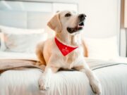 Hunde und Katzen als Hotelgäste geschätzt Hunde und Katzen willkommen: Ein Golden Retriever mit rotem Latz um den Hals liegt auf einem weißen Hotelbett