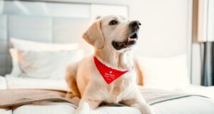Hunde und Katzen als Hotelgäste geschätzt Hunde und Katzen willkommen: Ein Golden Retriever mit rotem Latz um den Hals liegt auf einem weißen Hotelbett