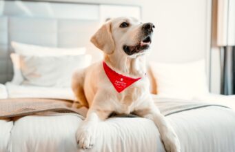 Hunde und Katzen als Hotelgäste geschätzt Hunde und Katzen willkommen: Ein Golden Retriever mit rotem Latz um den Hals liegt auf einem weißen Hotelbett