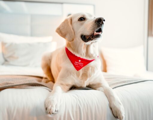 Hunde und Katzen als Hotelgäste geschätzt Hunde und Katzen willkommen: Ein Golden Retriever mit rotem Latz um den Hals liegt auf einem weißen Hotelbett