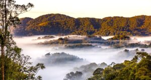 Nachhaltige Projekte für Afrikas Tourismus Nachhaltige Projekte in Afrika: Der Nyungwe National Park in Ruanda (Bild:cMarcus Westberg, African Parks)