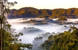 Nachhaltige Projekte für Afrikas Tourismus Nachhaltige Projekte in Afrika: Der Nyungwe National Park in Ruanda (Bild:cMarcus Westberg, African Parks)