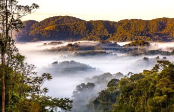 Nachhaltige Projekte für Afrikas Tourismus Nachhaltige Projekte in Afrika: Der Nyungwe National Park in Ruanda (Bild:cMarcus Westberg, African Parks)