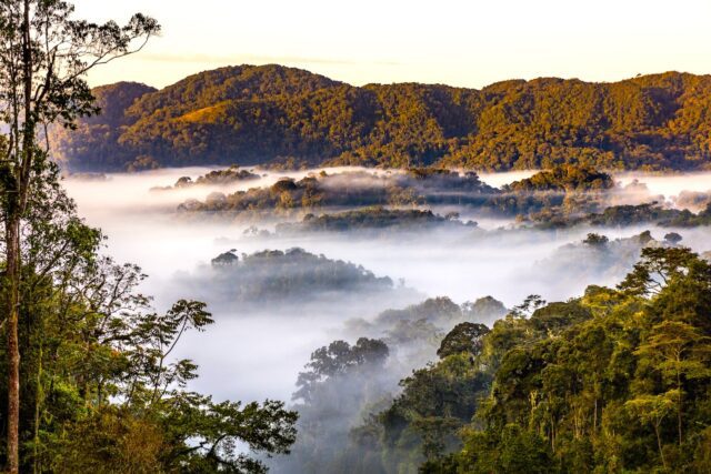 Nyungwe National Par~, African Parks Nachhaltige Projekte in Afrika: Der Nyungwe National Park in Ruanda (Bild:cMarcus Westberg, African Parks)