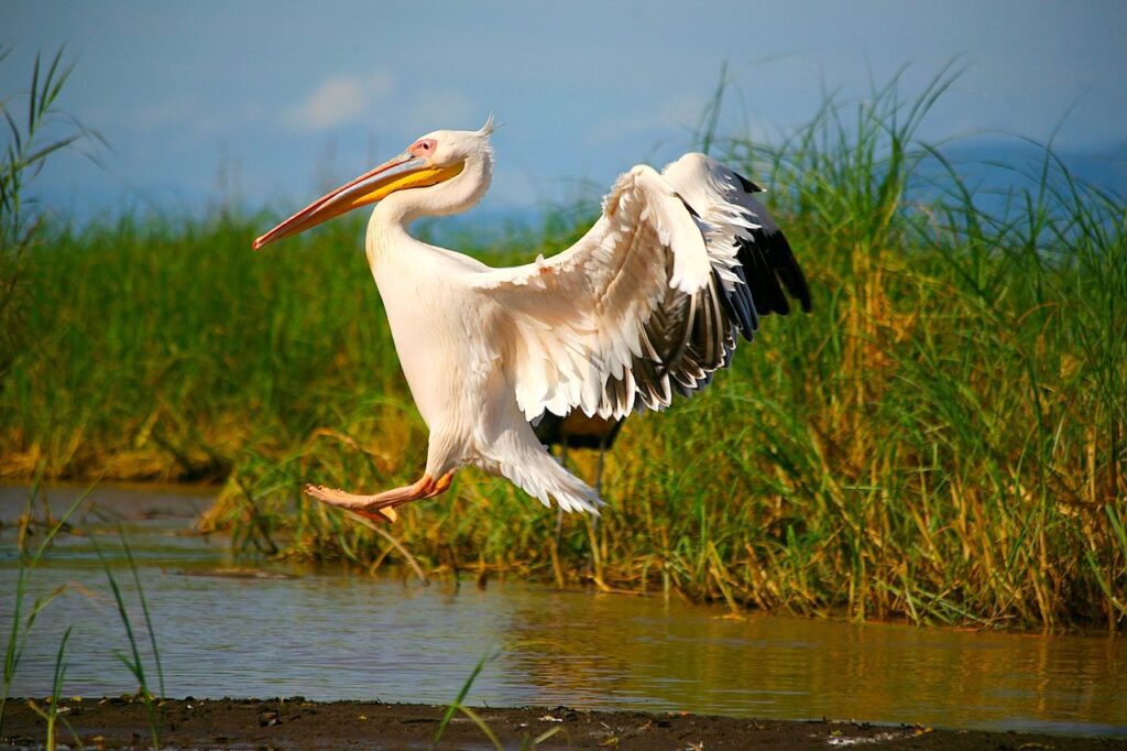 Nachhaltige Projekte in Afriak: Pelikan Vogelbeobachtung in Äthiopie