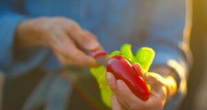 Chilis als Scharfmacher und Gaumenkitzler Rote Chilis sind ein Grundnahrungsmittel in der mexikanischen Küche, ideal für Salsas, Chutneys und zum Braten