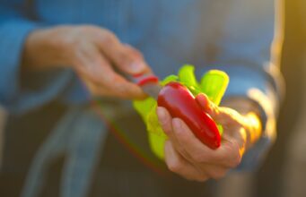 Chilis als Scharfmacher und Gaumenkitzler Rote Chilis sind ein Grundnahrungsmittel in der mexikanischen Küche, ideal für Salsas, Chutneys und zum Braten
