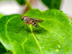 CRM: Starker Anstieg von Malaria in Namibia Grünes Blatt, auf dem ein Mosquito sitzt, ein Überträger der Malaria in Namibia