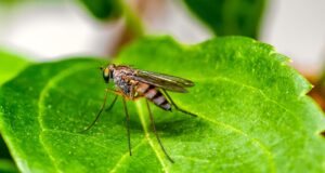 CRM: Starker Anstieg von Malaria in Namibia Grünes Blatt, auf dem ein Mosquito sitzt, ein Überträger der Malaria in Namibia