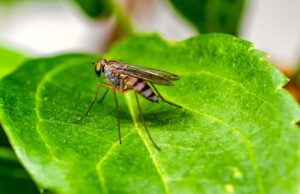 CRM: Starker Anstieg von Malaria in Namibia Grünes Blatt, auf dem ein Mosquito sitzt, ein Überträger der Malaria in Namibia