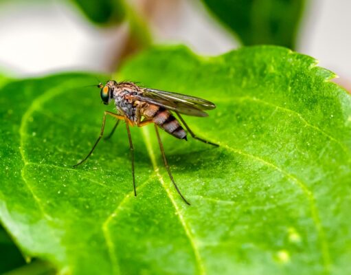 CRM: Starker Anstieg von Malaria in Namibia Grünes Blatt, auf dem ein Mosquito sitzt, ein Überträger der Malaria in Namibia