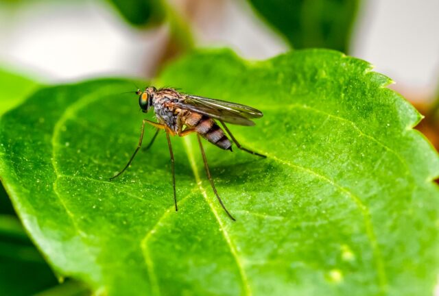 Grünes Blatt, auf dem ein Mosquito sitzt, ein Überträger der Malaria in Namibia
